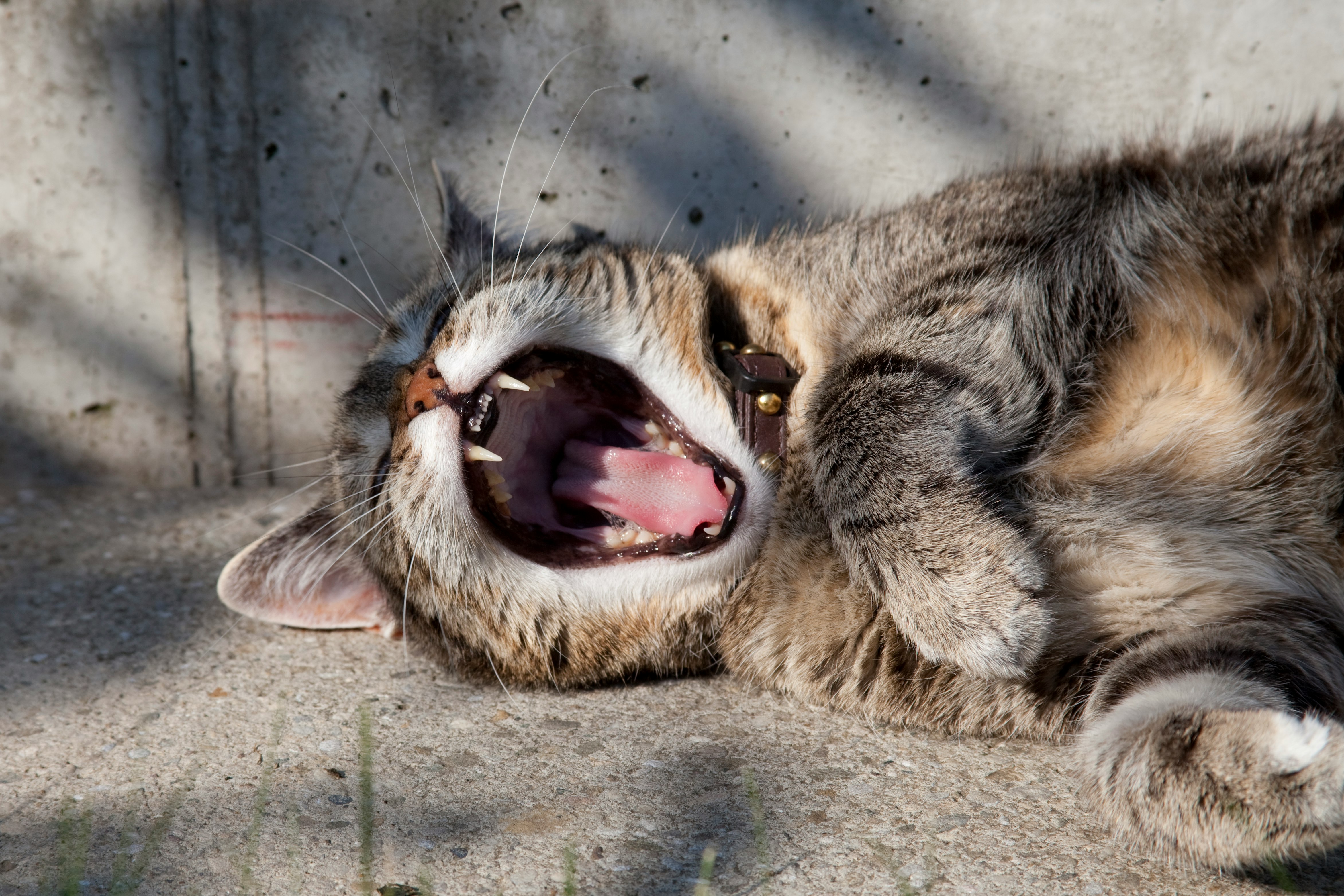 brown tabby cat lying on floor